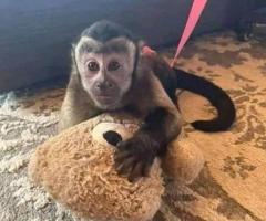 Sunshine capuchin and marmoset monkeys - 2