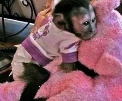 Babalawoo capuchin monkey's