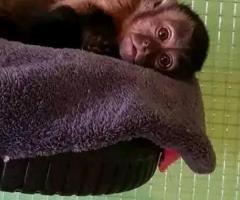 Babalawoo capuchin monkey's - 2