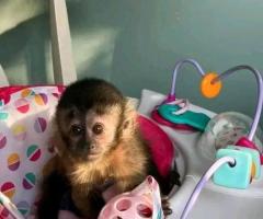 Babalawoo capuchin monkey's - 3