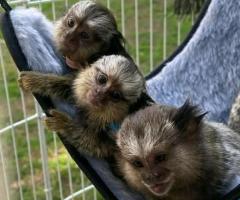 Capuchin and marmoset monkeys