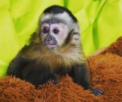 Capuchin and marmoset monkeys - 2
