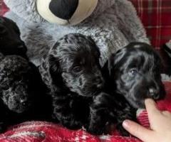 Well trained Cockapoo puppies