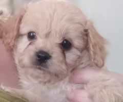 Cavapoo puppies two available