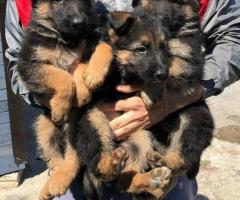 German shepherd puppies - 3