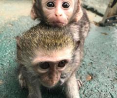 Capuchin monkey's for sale - 3