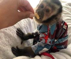 Capuchin and marmoset monkeys