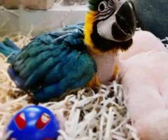 African Grey and macaw parrots - 2