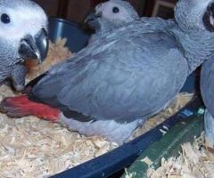 African Grey and macaw parrots - 3