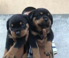 Rottweiler puppies - 2