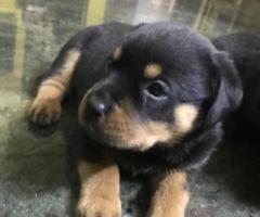 Rottweiler puppies - 3