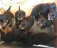 Rottweiler puppies - 4
