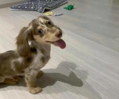 Dachshund puppies for sale - 2
