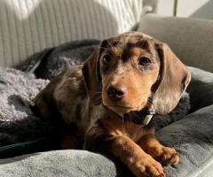 Dachshund puppies for sale - 3