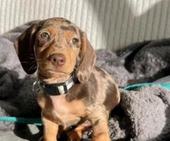 Dachshund puppies for sale - 4