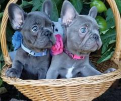 French bulldog puppies