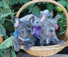 French bulldog puppies - 2