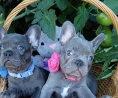 French bulldog puppies - 3