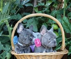 French bulldog puppies - 4