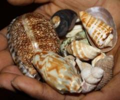 + 256702530886 ACTIVATION POWDER & SSD SOLUTION FOR CLEANING BLACK MONEY Chemical