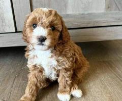 Fb1 Cavapoo Puppies - 2